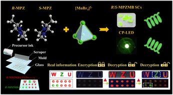 Graphical abstract: Switchable circularly polarized luminescent Mn-based hybrid metal halides