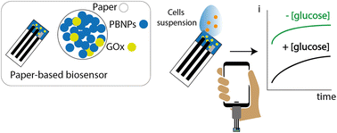 Graphical abstract: A portable and ecological paper-based device for glucose monitoring in peripheral blood mononuclear cell lysates
