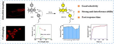 Graphical abstract: A BODIPY-based fluorescent probe for rapid detection of NO in cells and zebrafish