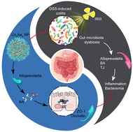 Graphical abstract: Tricobalt tetraselenide nanoparticles improve intestinal barrier function by reshaping the gut microbiota and fortifying epithelial tight junctions