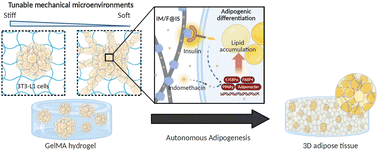 Graphical abstract: Spatiotemporal control of autonomous adipogenesis of pre-adipocyte spheroids by bioactive nanofibers and soft hydrogel microenvironments