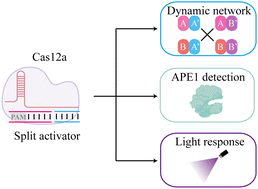 Graphical abstract: A multi-functional synergistic platform of Cas12a split dsDNA activators