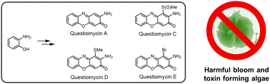 Graphical abstract: Total synthesis and algaecidal activity of questiomycins against harmful bloom forming dinoflagellates