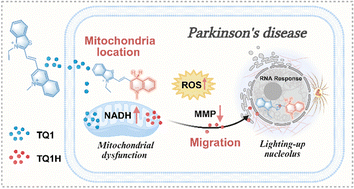 Graphical abstract: A NAD(P)H-driven mitochondria-to-nucleus probe for dual-organelle imaging in dopaminergic toxicity models