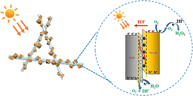 Graphical abstract: A novel organic/inorganic NH2-UiO-66/ZnO heterojunction for enhanced photocatalytic H2O2 production in pure water
