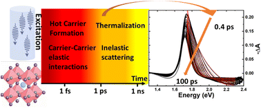 Graphical abstract: Hot carrier dynamics in operational metal halide perovskite solar cells