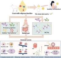 Graphical abstract: Goat milk oligosaccharides: regulating infant immunity by intervention in the gut microbiota