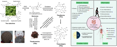 Graphical abstract: Theabrownins from dark tea: formation, gut microbiota-mediated biotransformation, health benefits, and potential in functional food applications