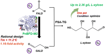 Graphical abstract: One pot synthesis of l-xylose from formaldehyde with an improved benzoylformate decarboxylase