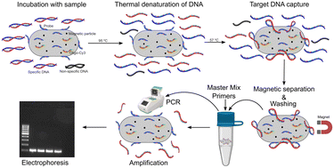 Graphical abstract: Hydrogel beads for enhanced nucleic acid analysis in complex fluid matrices