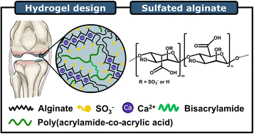 Graphical abstract: Effect of sulfation on a tough hybrid hydrogel network