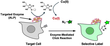 Graphical abstract: Selective cell labeling through enzyme-mediated click reactions