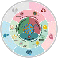 Graphical abstract: Neutrophil-targeted nanomedicine delivery systems: therapeutic applications and future perspectives in sepsis management