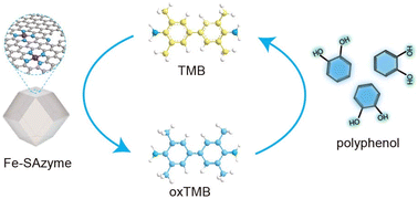 Graphical abstract: Single-atom iron nanozyme with oxidase-like activity for ultrasensitive polyphenol detection