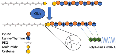 Graphical abstract: Synthesis of nucleobase-functionalized peptides and investigation on their self-assembly properties with mRNA as cargo