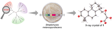 Graphical abstract: Genome mining reveals a highly oxidized bacterial perhydrophenanthrene meroterpenoid smelanic acid