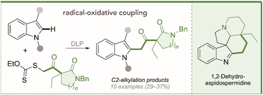 Graphical abstract: C-2 functionalization of indoles with xanthate-lactam derivatives by radical-oxidative coupling, an approach to Aspidosperma alkaloids