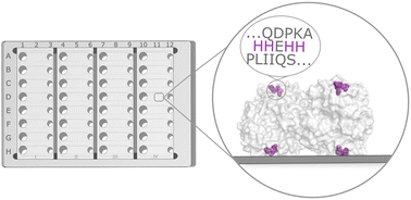 Graphical abstract: Screening of transaminases in a wall-coated microreactor plate
