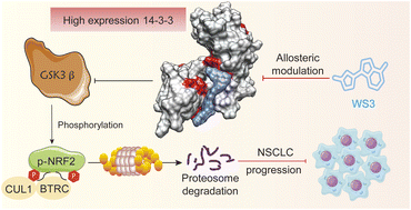 Graphical abstract: Discovery of an allosteric 14-3-3 inhibitor for suppressing NRF2-driven cancer via phenotypic screening and chemoproteomic-based target deconvolution