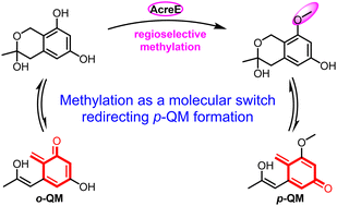 Graphical abstract: A methyltransferase molecular switch unlocks para-quinone methide generation and oligomerization