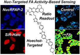 Graphical abstract: A nuclear-targeted activity-based sensing probe for ratiometric imaging of formaldehyde reveals endogenous epigenetic contributors to the nuclear formaldehyde pool