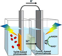 Graphical abstract: Unassisted visible-light–driven NADH regeneration based on a dual-photoelectrode system