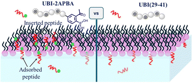 Graphical abstract: Superior affinity of ubiquicidin peptide united with ortho-borylated acetophenone to an amine-containing model bacterial membrane