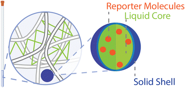 Graphical abstract: Probing hydrogel microstructure and porosity with fluorinated liquid NMR nanocapsules