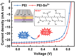 Graphical abstract: Sn2+-coordinated polyethylenimine as an electron transport layer for high-efficiency and stable inverted organic solar cells