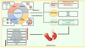 Graphical abstract: Nanoparticle therapeutics in FSHD: current research and future perspectives