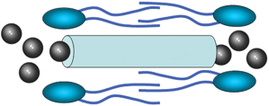 Graphical abstract: Biologically active, synthetic ion transporters