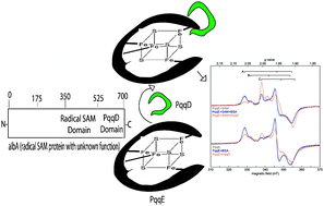 Graphical abstract: Interaction of PqqE and PqqD in the pyrroloquinoline quinone (PQQ) biosynthetic pathway links PqqD to the radical SAM superfamily