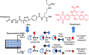 Graphical abstract: A fluopol-ABPP HTS assay to identify PAD inhibitors