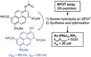 Graphical abstract: Comparing dendritic with linear esterase peptides by screening SPOT arrays for catalysis