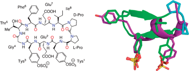 Graphical abstract: Peptidomimetic inhibitors targeting the CCR5-binding site on the human immunodeficiency virus type-1 gp120 glycoprotein complexed to CD4