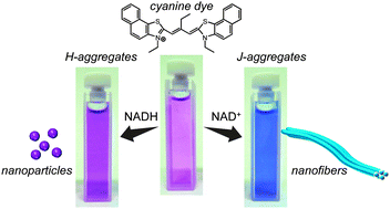 Graphical abstract: Converting molecular information of redox coenzymes via self-assembly