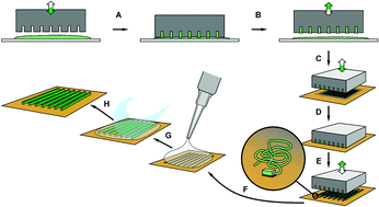 Graphical abstract: Formation of a micropatterned titania photocatalyst by microcontact printed silicatein on gold surfaces