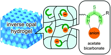 Graphical abstract: Highly selective recognition of acetate and bicarbonate by thiourea-functionalised inverse opal hydrogel in aqueous solution