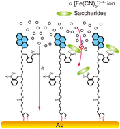 Graphical abstract: A bis-boronic acid modified electrode for the sensitive and selective determination of glucose concentrations