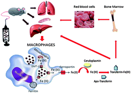 Graphical abstract: Biodistribution and pharmacokinetics of uniform magnetite nanoparticles chemically modified with polyethylene glycol