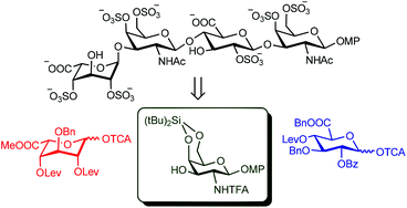 Graphical abstract: Synthesis of chondroitin/dermatan sulfate-like oligosaccharides and evaluation of their protein affinity by fluorescence polarization