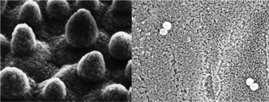 Graphical abstract: Superhydrophobic surfaces for the reduction of bacterial adhesion