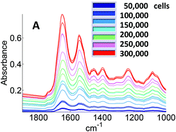 Graphical abstract: High throughput absorbance spectra of cancerous cells: a microscopic investigation of spectral artifacts