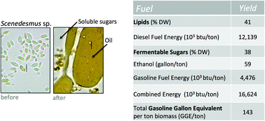 Graphical abstract: Acid-catalyzed algal biomass pretreatment for integrated lipid and carbohydrate-based biofuels production