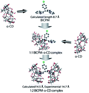 Graphical abstract: Binding interaction of a newly developed bisindole drug molecule with α-cyclodextrin: face to face shielding of indole hoops