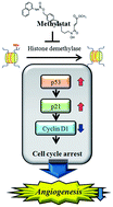 Graphical abstract: A histone demethylase inhibitor, methylstat, inhibits angiogenesis in vitro and in vivo