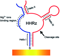 Graphical abstract: Fabrication of stable and reversible DNA–RNA hammerhead ribozyme on a solid surface