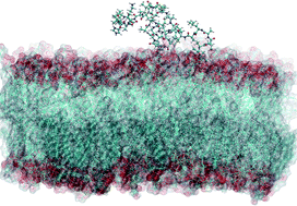 Graphical abstract: New CHARMM force field parameters for dehydrated amino acid residues, the key to lantibiotic molecular dynamics simulations
