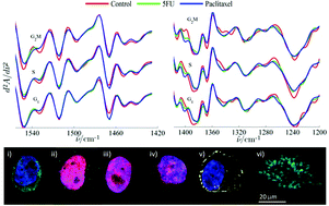 Graphical abstract: Characterising cytotoxic agent action as a function of the cell cycle using fourier transform infrared microspectroscopy