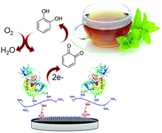 Graphical abstract: Novel reduced graphene oxide–glycol chitosan nanohybrid for the assembly of an amperometric enzyme biosensor for phenols